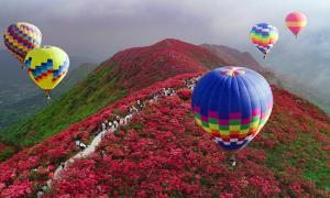 日本杜鵑花橋梁